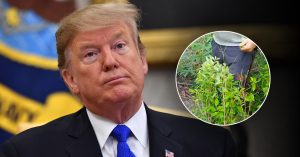 Trump insinúa ante Duque que Colombia va atrasada en erradicación de coca