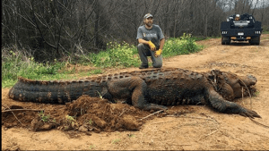 «La foto es real»: Hallan un caimán gigante de más de 300 kilógramos en EE.UU.