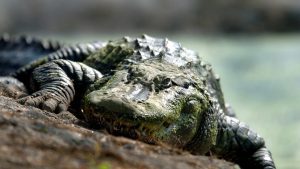 FOTOS: Mira debajo de su cama y encuentra a una cocodrilo preñada