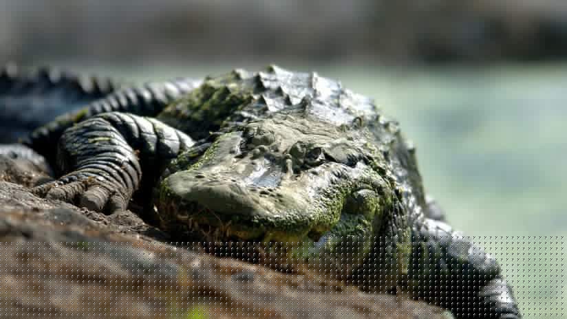 FOTOS: Mira debajo de su cama y encuentra a una cocodrilo preñada