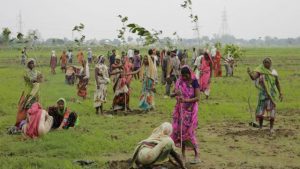 Nuevo récord mundial Guinness de reforestación: En India plantan 66 millones de árboles en 12 horas
