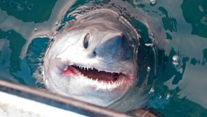 VIDEO: El momento de la captura de un enorme tiburón de 250 kilógramos y más de dos metros de longitud