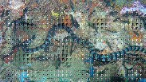 Serpientes marinas se vuelven agresivas y muerden a 15 personas en una playa en México (FOTOS)