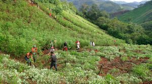 Tierras colombianas están en manos del narcoterrorismo