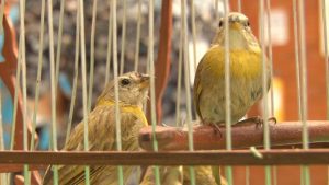 Fueron incautadas 15 aves silvestres en el aeropuerto El Dorado