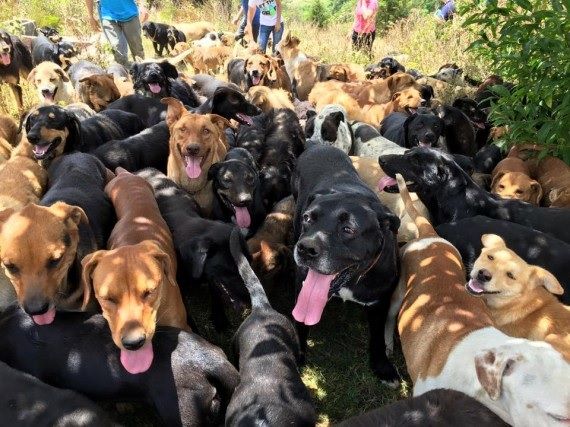 Manada de perros ataca a niño en Suba