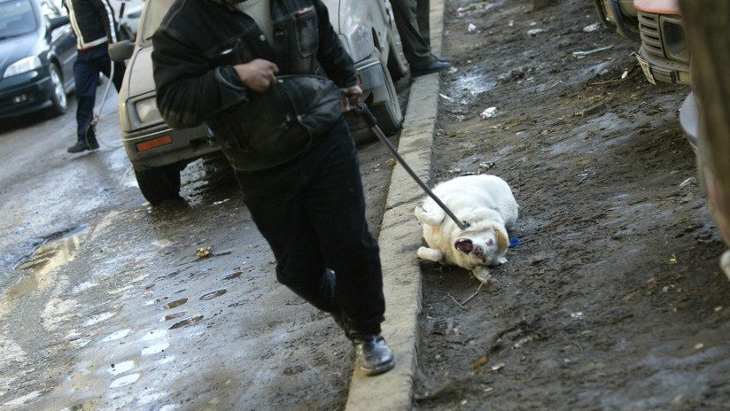 VIDEO: La lección de una policía argentina a una mujer por maltratar a su perro