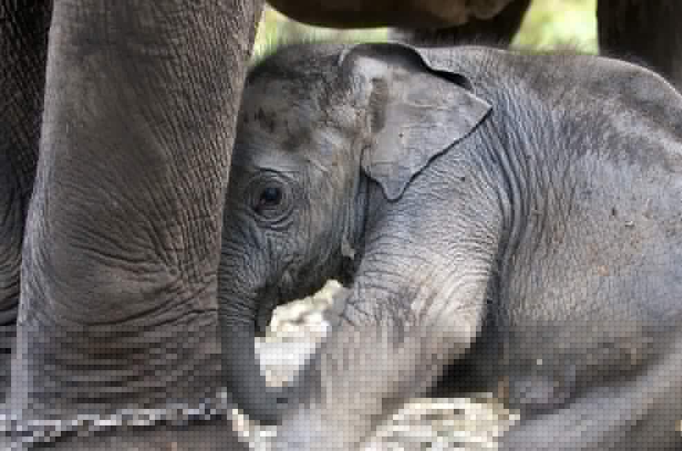 VIDEO Maltrato y altas temperaturas doblegan cría de elefante en Tailandia