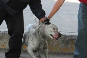 Pruebas demuestran como hombre maltrató mascotas en Bogotá