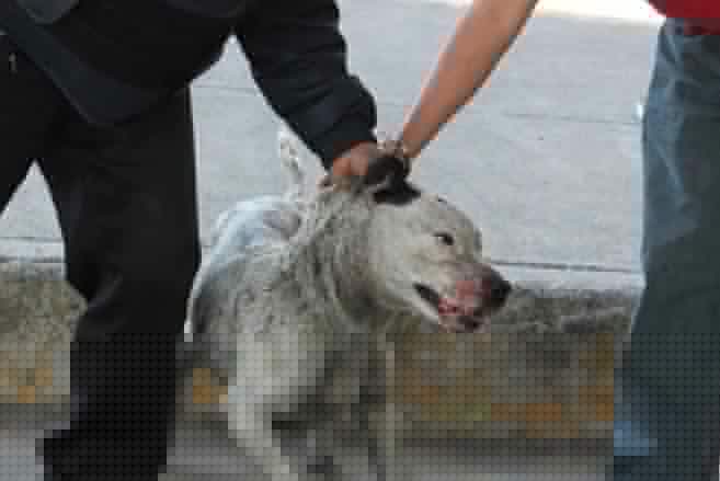 Pruebas demuestran como hombre maltrató mascotas en Bogotá