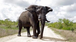 Muere atacado por un elefante un guarda que protegía a unos mineros de unos leones