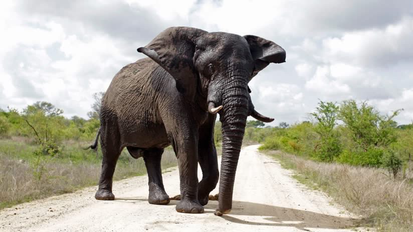 Muere atacado por un elefante un guarda que protegía a unos mineros de unos leones