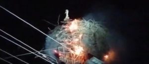 VIDEO: Una cigüeña protege a sus polluelos por un incendio en su nido