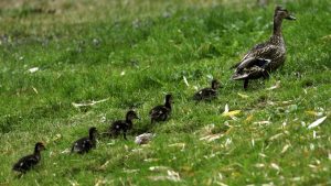 VIDEO: Una familia de patos provoca un accidente en Rusia