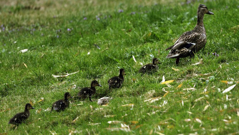 VIDEO: Una familia de patos provoca un accidente en Rusia