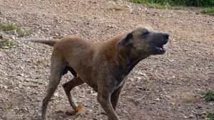 ¿Perros salvajes invaden Bogotá?
