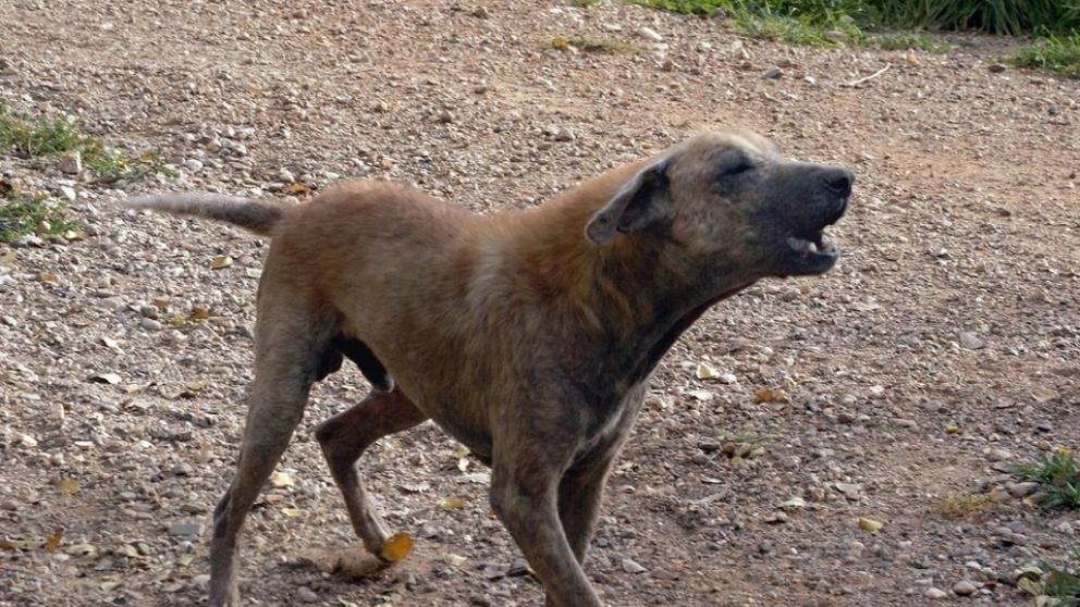 ¿Perros salvajes invaden Bogotá?