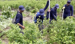 Duque ratifica meta de erradicación de cultivos ilícitos