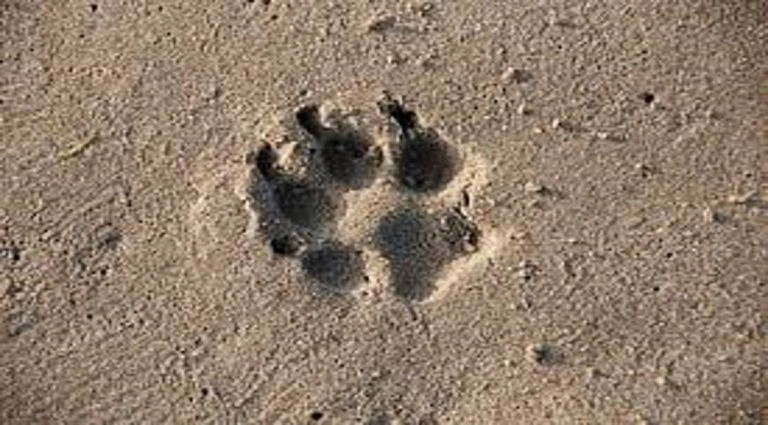 ¡Dijo que no fue él! A responder por lanzar por la ventana de un quinto piso a Vaki, una perrita