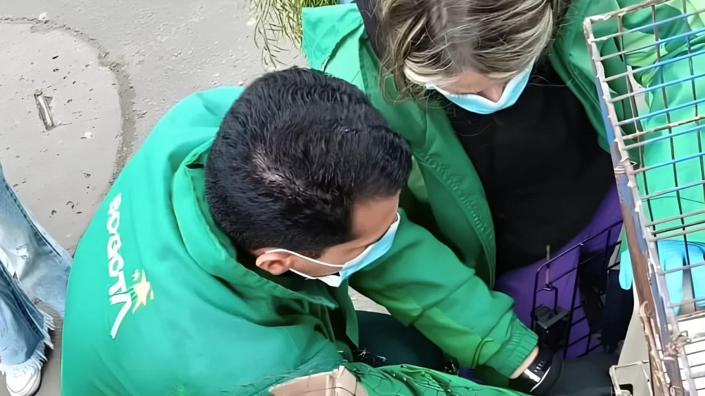 ¡Indignación en Bogotá! Investigan presunto maltrato contra ovejas del Cabildo Muisca de Suba