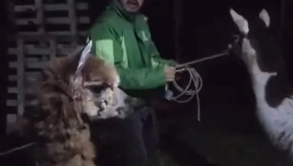 ¡Rumbo a Medellín! Zeus y Princesa, la llama y la alpaca rescatadas en Bogotá, viajan a su nuevo hogar