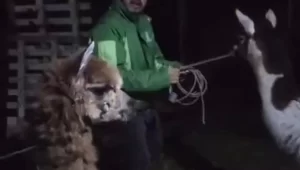 ¡Rumbo a Medellín! Zeus y Princesa, la llama y la alpaca rescatadas en Bogotá, viajan a su nuevo hogar
