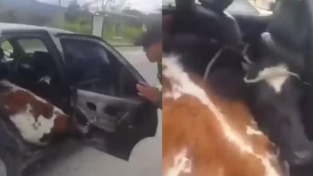 Hallan dos vacas robadas dentro de un carro