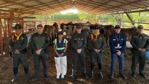 Incautan 28 cabezas de ganado provenientes de Venezuela sin los permisos requeridos
