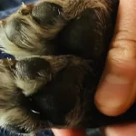 Perro rescatado murió baleado en Manizales
