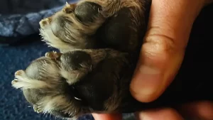 Perro rescatado murió baleado en Manizales