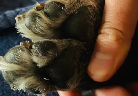 Perro rescatado murió baleado en Manizales