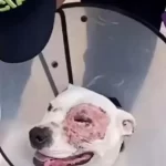 Policía rescata a perro pitbull apuñalado en Ciudad Bolívar