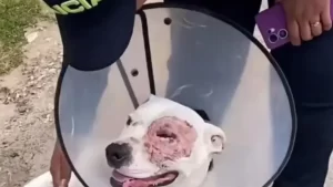 Policía rescata a perro pitbull apuñalado en Ciudad Bolívar