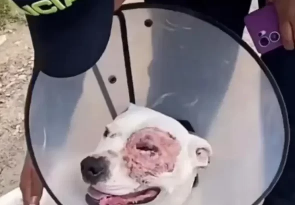 Policía rescata a perro pitbull apuñalado en Ciudad Bolívar