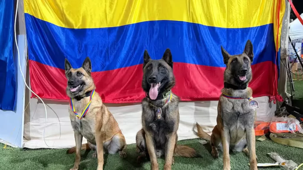 Venezuela condecoró a cuatro perros rescatistas colombianos