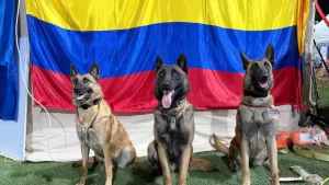 Venezuela condecoró a cuatro perros rescatistas colombianos Venezuela condecoró a cuatro perros rescatistas colombianos