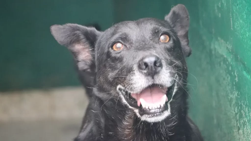 ¡Cerca de 70 peluditos buscan hogar! IDPYBA abre jornadas de adopción en Bogotá
