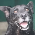 ¡Cerca de 70 peluditos buscan hogar! IDPYBA abre jornadas de adopción en Bogotá