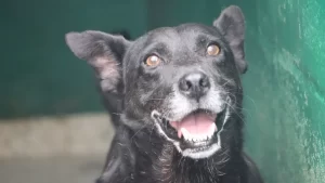 ¡Cerca de 70 peluditos buscan hogar! IDPYBA abre jornadas de adopción en Bogotá
