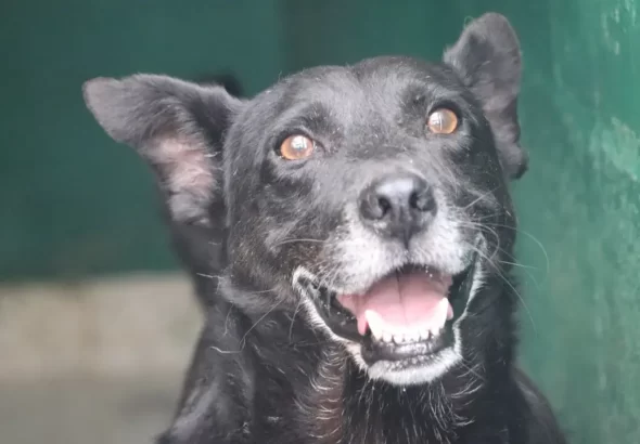 ¡Cerca de 70 peluditos buscan hogar! IDPYBA abre jornadas de adopción en Bogotá
