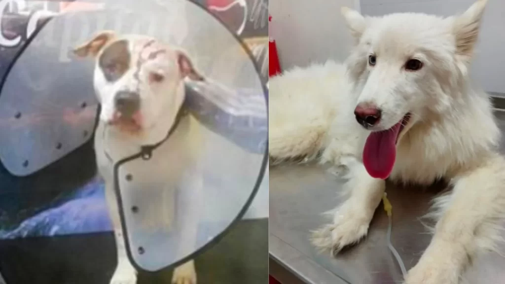¡Crueldad sin límites! Fiscalía judicializa a dos presuntos agresores de animales y logra una condena