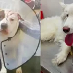 ¡Crueldad sin límites! Fiscalía judicializa a dos presuntos agresores de animales y logra una condena ¡Crueldad sin límites! Fiscalía judicializa a dos presuntos agresores de animales y logra una condena