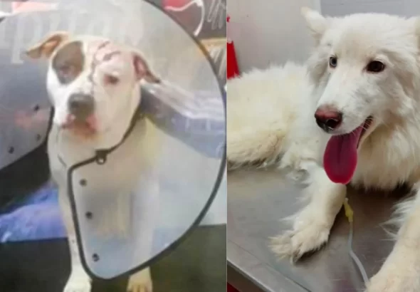 ¡Crueldad sin límites! Fiscalía judicializa a dos presuntos agresores de animales y logra una condena ¡Crueldad sin límites! Fiscalía judicializa a dos presuntos agresores de animales y logra una condena