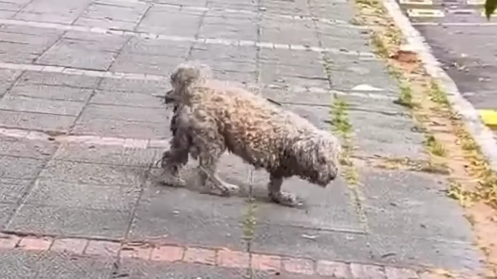 ¡Urgente! Se busca perrito que deambula solito por Teusaquillo